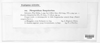 Phragmidium sanguisorbae image